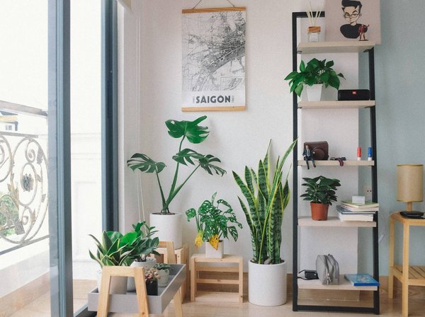 Comment intégrer les plantes dans sa décoration ?